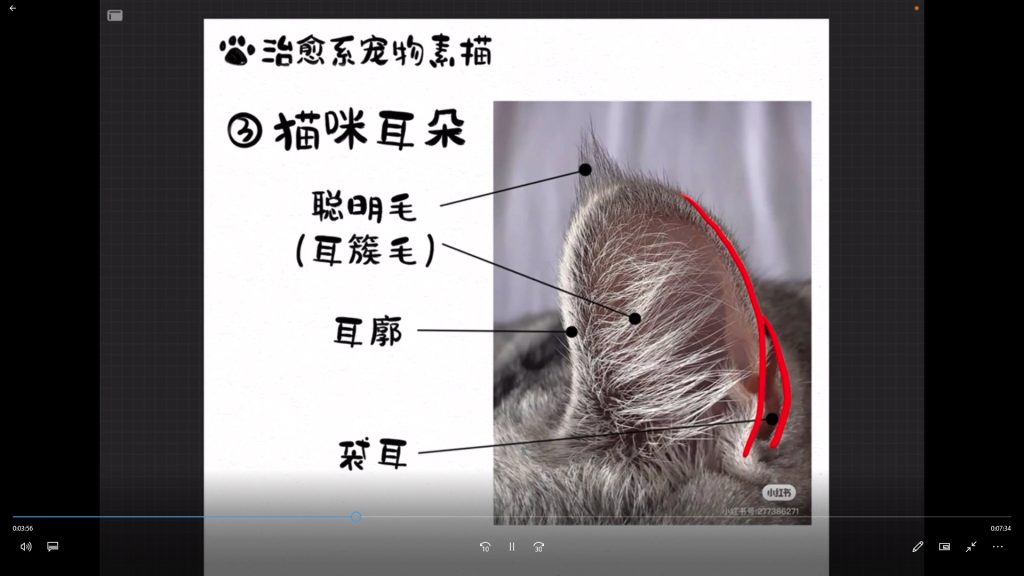 图片[2]-kim治愈系宠物素描2025年（画质清晰带资料）-怪豆资源